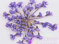 Сухоцветы (фиолетовые)