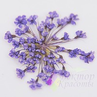Сухоцветы (фиолетовые)
